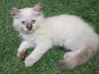 Persian Cat