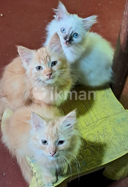 Persian Cats for Sale in Gampola | ikman