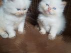 Persian Kittens