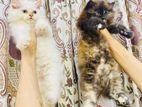 Persian Kittens