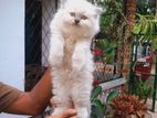 Persian Cat