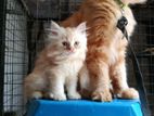 Persian Kittens