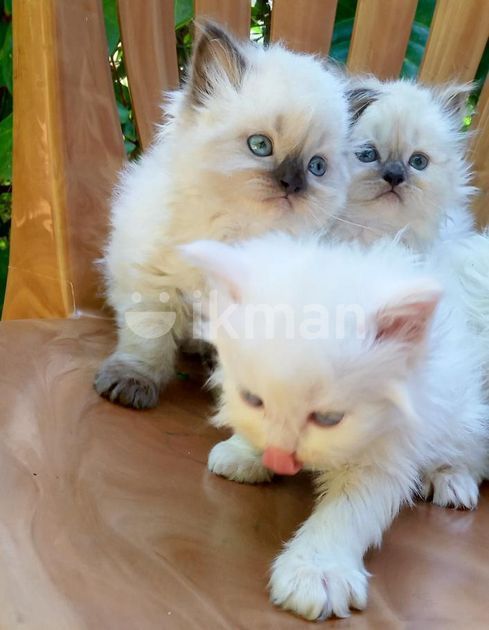 Persian Cat For Sale In Kandy City Ikman