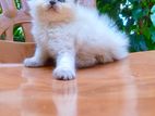 Persian Cat