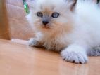 Persian Cat