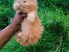 Persian cat