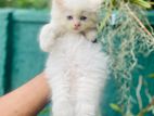 Persian cat