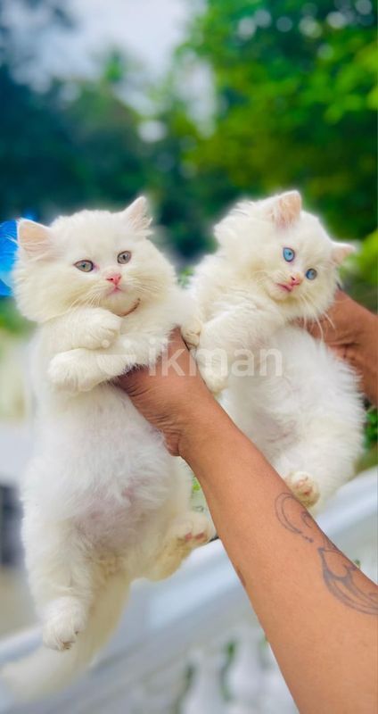 Persian Cat Best Cat Adoption Near Me Cats To Adoption Near Me