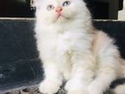 Persian Cat