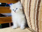 Persian Cat