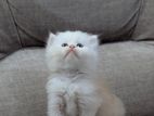 Persian Cat
