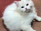 Persian Cat