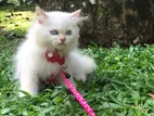 Persian Cat