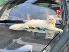 Persian Cat