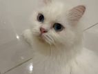 Persian Cat