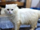 Persian Cat