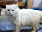 Persian Cat