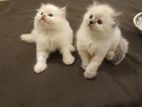 Persian Kitten