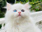 Persian Cat
