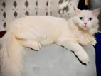 Persian Cat