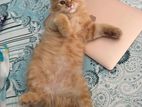 Persian Cat