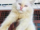 Persian Cat