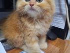 Persian Cat