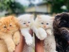Persian Cats
