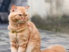 Persian Cat