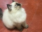 Persian Cat