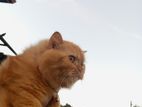 Persian cat