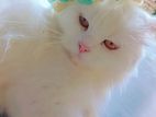 Persian Cat