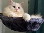 Persian Cat