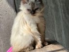 Persian Cat