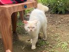 Persian Cat