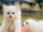Persian Cat