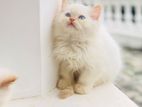 Persian Cat
