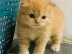 Persian Kitten