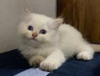 Persian Cat