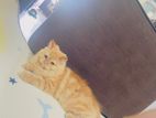 Persian Cat