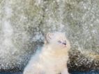 Persian Kitten