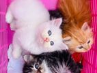 Persian Kitten