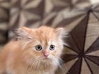Persian Cat