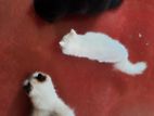 Persian Cats