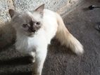 Persian Cat