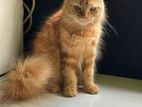 Persian Cat