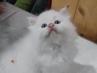 Persian Cat