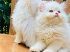 Persian Cats