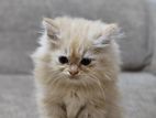 Persian Cat