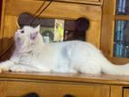 Persian Cat